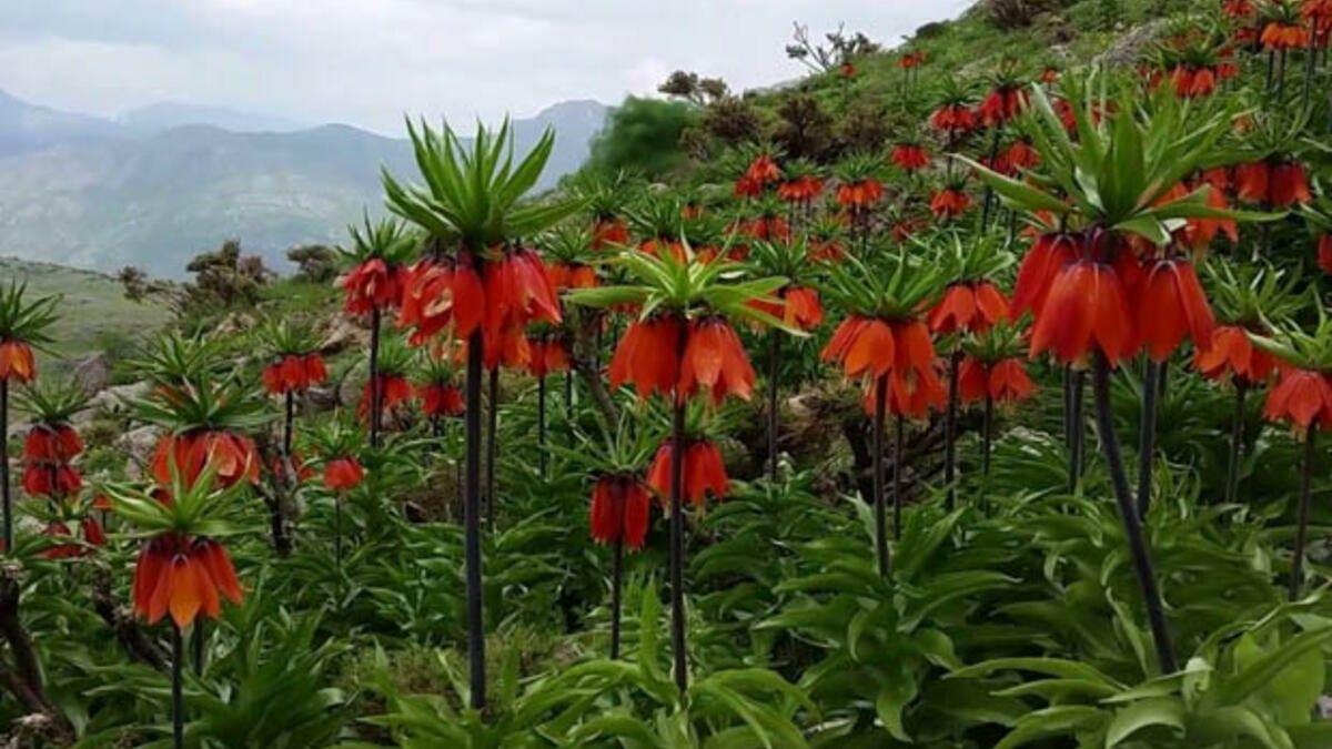 Crown Imperial (Fritillaria Imperialis)