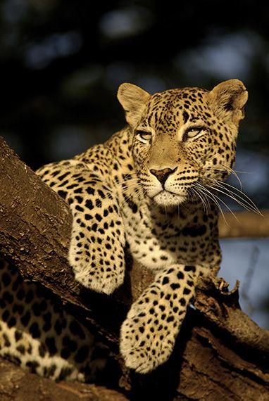 Leopard of Sorena