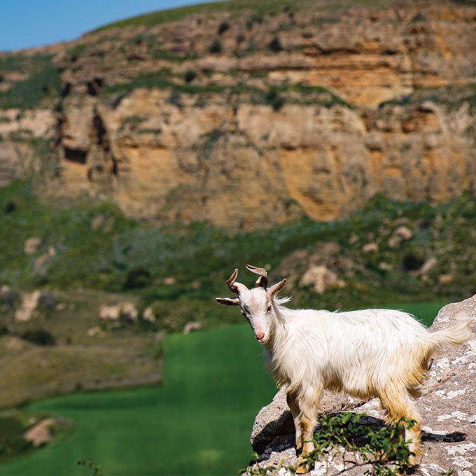 Iran Fauna Tours
