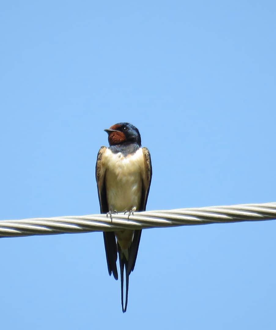 Birds of Bakhtegan Lake