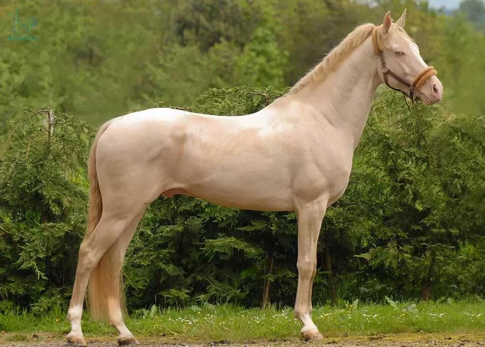 The History of Horses in Iran