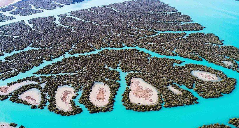 Los manglares de la isla Qeshm