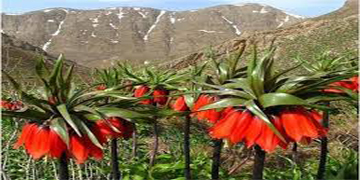 Iran Tour - Iran Tour Operator