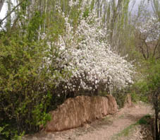 iran_kashan_abyaneh