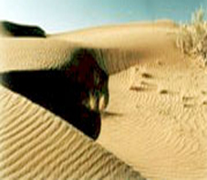 iran_jondagh
