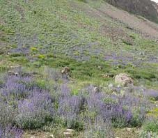 iran_manzandaran_samamus_mountain